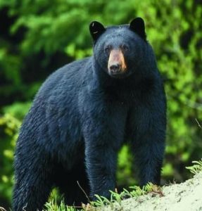 Black bear