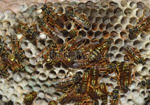 Wasps on their nest.