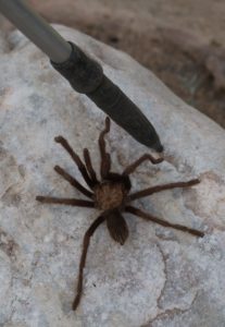 The black tip of the hiking pole is a little over three inches long.