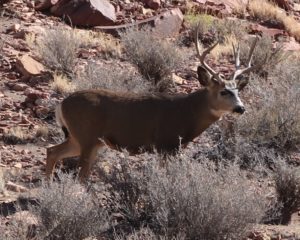 This Mule deer kept his distance.