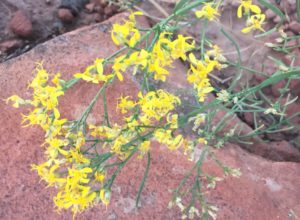 There were a lot of wild flowers in bloom.