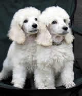Two poodles!