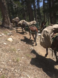 Mule trains force hikers to watch their step.